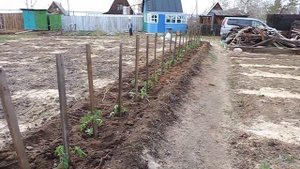 Теплая грядка для помидор. Посадка культур без вскапывания.