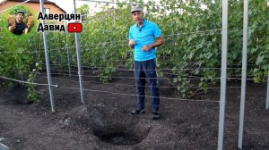 Уход за молодыми саженцами винограда.