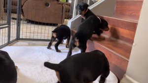 Doberman Pinscher-5 weeks old puppies.