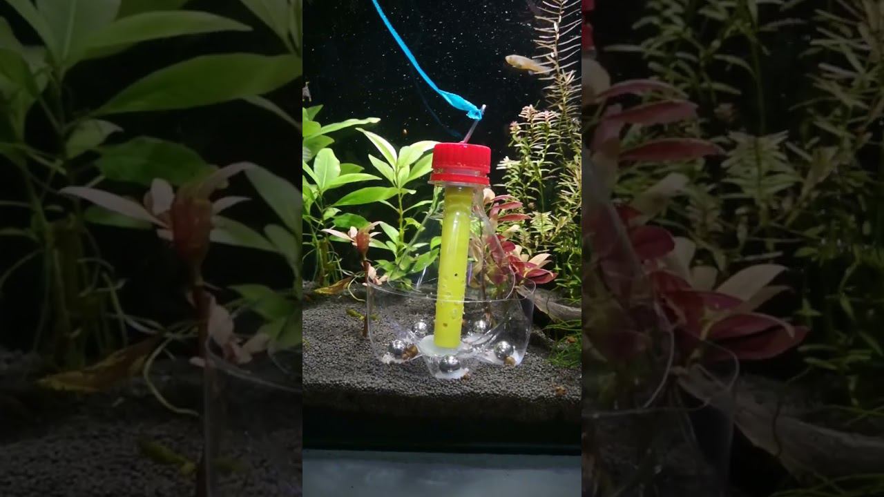 Сделал ловушку для улиток смотреть онлайн