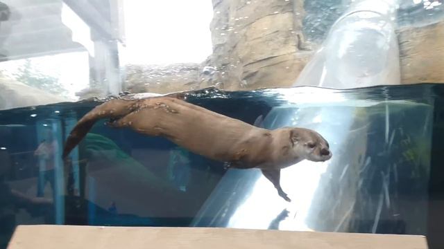 Zoo Tours: The Akron Zoo's Grizzly Ridge смотреть онлайн