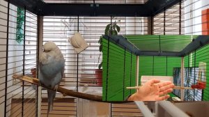 кого легче приручить : волнистый попугай или чех ?