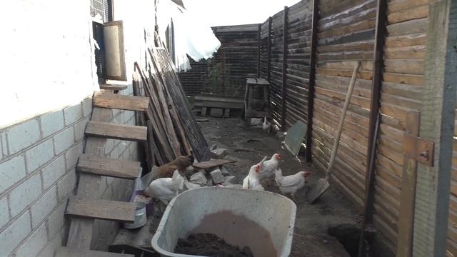 Урожай собрали: баклажаны, помидоры, перчик. Игорь яму копает для ворот смотреть онлайн