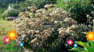 Очиток гибридный Хаб Грей. Краткий обзор, описание характеристик, где купить саженцы sedum Hab Gray