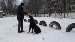 Дрессировка собаки с помощью игрушки