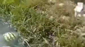 арбузы плывут по реке