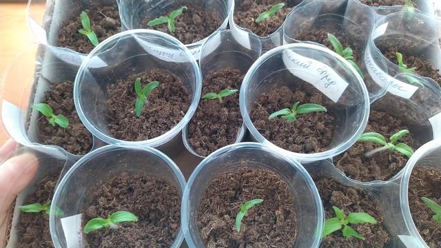 Томаты-гномы( Dwarf) взошли. Уход. Полив.Gnom tomatoes.Care.