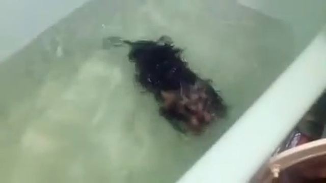Йорки умеют плавать,но не любят! Наша Ёся смотреть онлайн