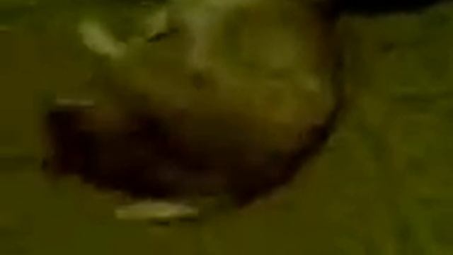 Бешенство у кошки смотреть онлайн