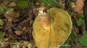 Болет коренящийся - горький гриб!