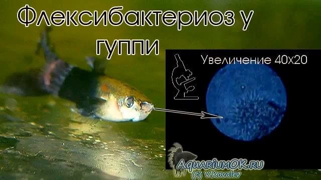 Флексибактериоз, или колумнариоз (Myxobacterial Disease, Saddleback, Fin Rot, Cotton Wool Disease)