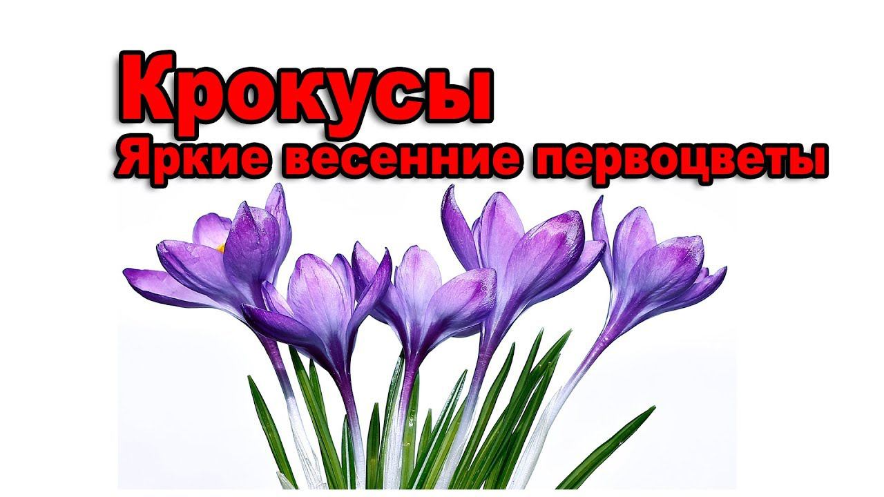Крокусы - яркие весенние первоцветы
