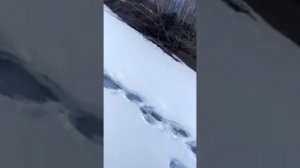 пули на ленка мормышки на ленка т 89621222022