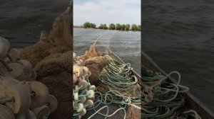 Рыбалка в Астрахани, как выпускается невод (замёт)