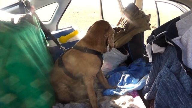 Наш рыжий кУпатель принял грязевые ванны на КОПе! Ключик почти золотой)) Татьянин родник. смотреть онлайн