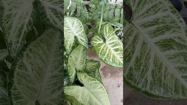 My Syngonium White butterfly so lush.