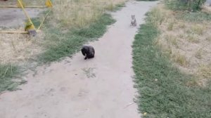 Социальный ролик  Помощь бездомным животным