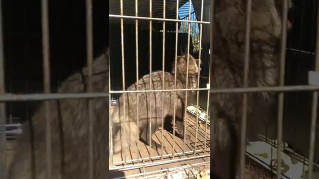 Новенький в Донецком приюте для животных "4 ЛАПКИ"... смотреть онлайн