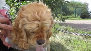 Как ходили обстричь лапки. Заплели хвостик. Поели вкусняшки вместо конфет.#ляля #собака #dog