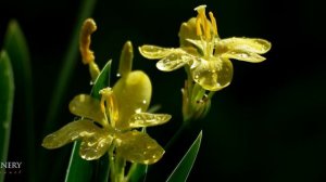 4K UHD - Crocosmia / 애기 범부채꽃