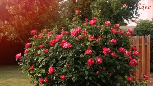 Идеи для дизайна садового участка / Ideas for the design of the garden plot смотреть онлайн