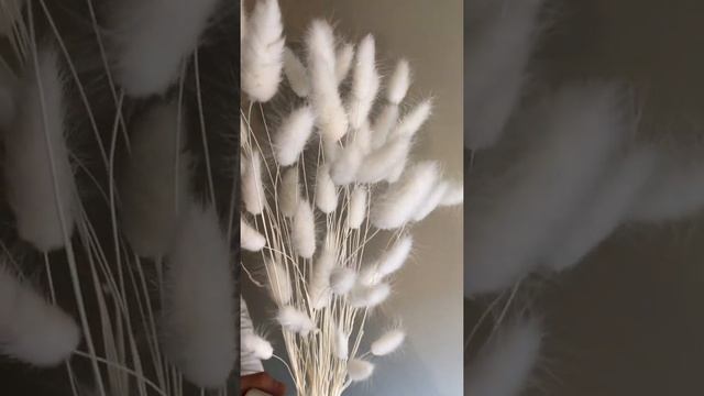 Сухоцветы Лагурус белый смотреть онлайн