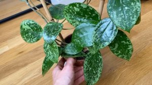 Hoya Acuta splash (EPC 997)-чем меньше света тем больше сплеша?!