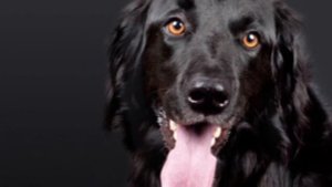 Учёные выяснили, понимают ли собаки человеческую речь, вы будете поражены, нас долго обманывали