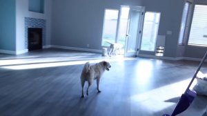 My Dog's React To Their NEW HOUSE!!