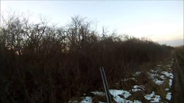 Цвергпинчер FRANT на охоте 2
