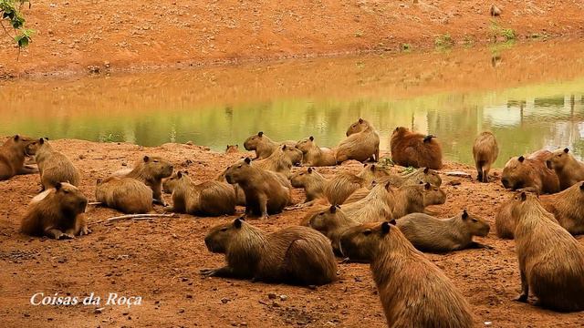 CAPIVARA (HYDROCHOERUS HYDROCHAERIS), CAPYBARA, PANTANEIROS, Carpincho, Trombudo, Porco-capivara, смотреть онлайн
