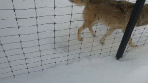 Реакция волков с канала Black Canadian Wolf. Парк волков.