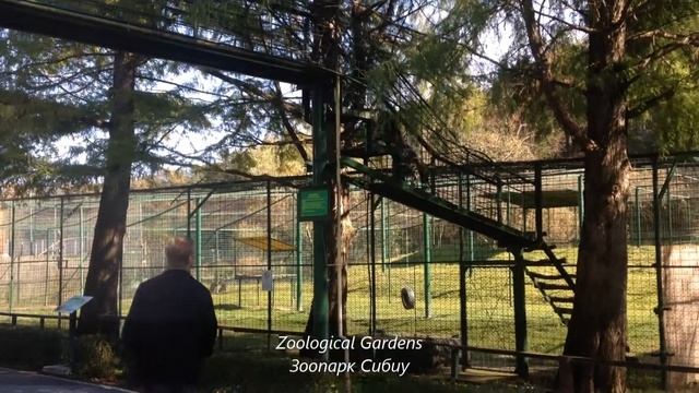 СИБИУ. Город, зоопарк, этномузей Астра | Румыния в октябре смотреть онлайн