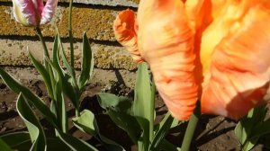 Тюльпан попугай Parrot King.