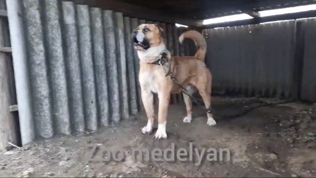 Легенда... Чемпион... Ганстер... Волкодав... смотреть онлайн