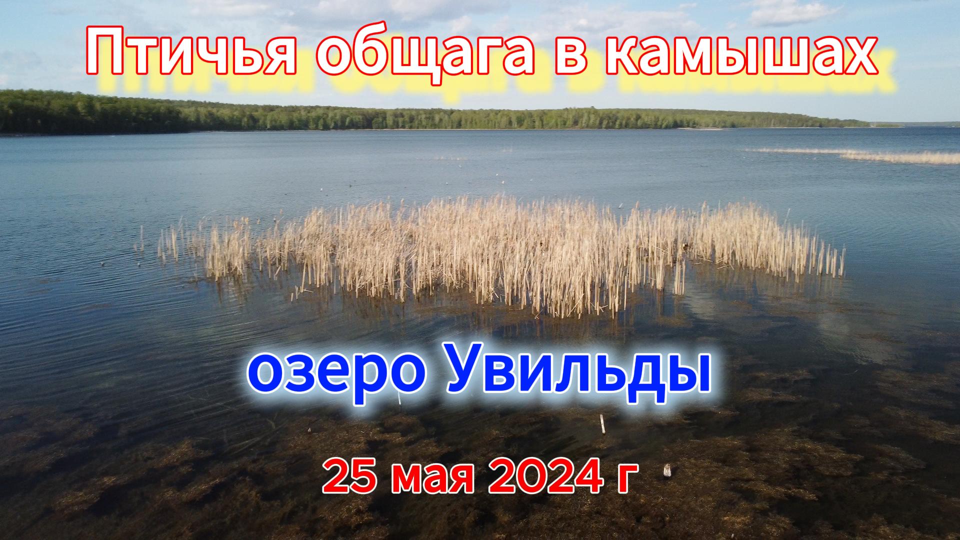 Гнезда в камышах на озере Увильды 25 мая 2024 г
