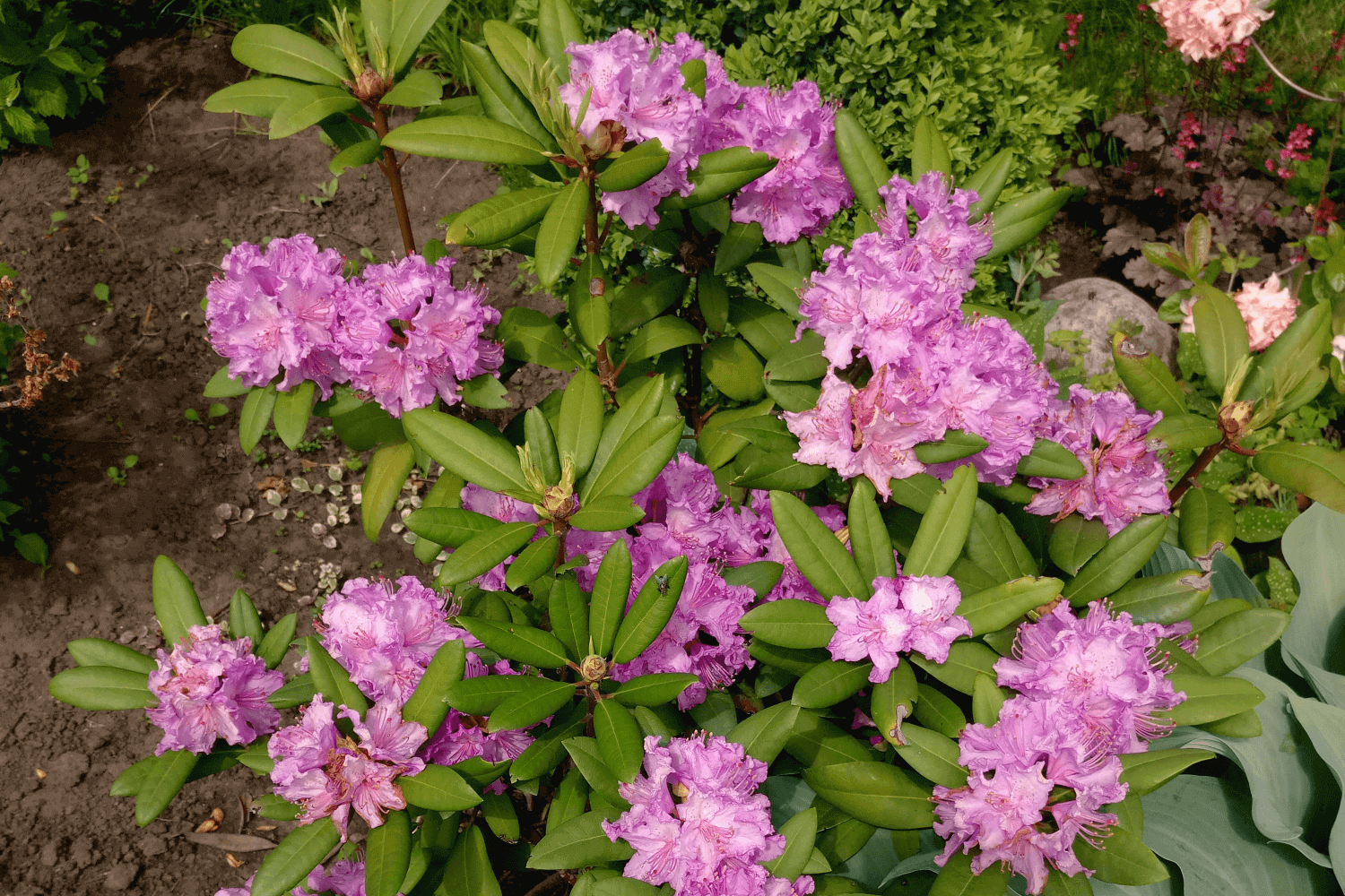Rhododendron Bariton