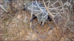 Ловля БАРСУКА капканами !