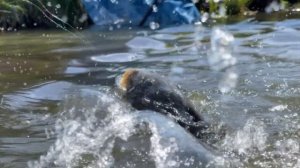 Ловля КАРПА на фидер. Как НАЙТИ и поймать МНОГО карпа. Рыбалка 2022.