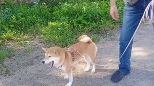 породы собак :сиба-ину