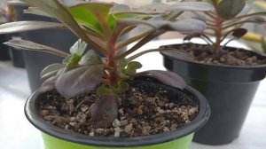 Эониум 'Роза Корнуолла'. Виды и сорта