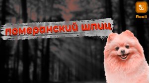 Померанский шпиц: популярная порода среди любителей маленьких собачек. Где купить щенка, особенности