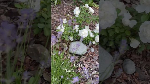 Почвопокровная Роза White meidiland #розы #rose #лаванда #белыерозы #whiterose