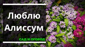 Алиссум — ароматное и неприхотливое украшение моего участка и балкона  Рассказываю, как посадить и у