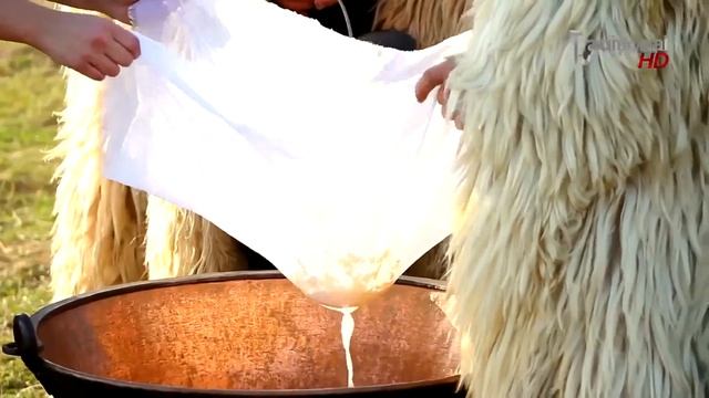 пастухи поют овец на горе