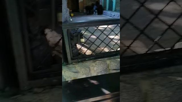 Верблюд. смотреть онлайн