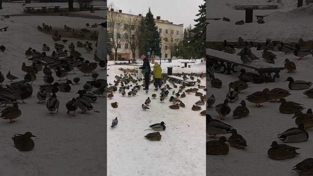 Утиный перекус, сытые уточки. Duck snack, well-fed ducks.#забавныеживотные #утки #дикиутки #птицы