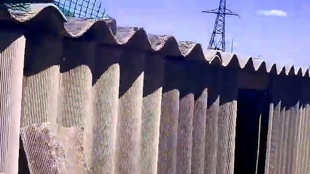 Вьетнамские свиньи. Вьетнамские поросята. Гуси. Индоутки. Утки. Цесарка. Бройлер