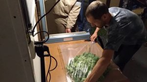 заморозка свежих веников , подготовка.