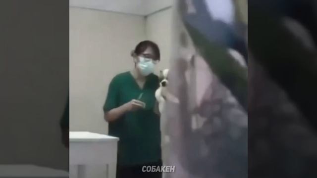 Смешное видео коты и собаки